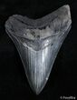 Inch Megalodon Tooth - Great Serrations #2823-1